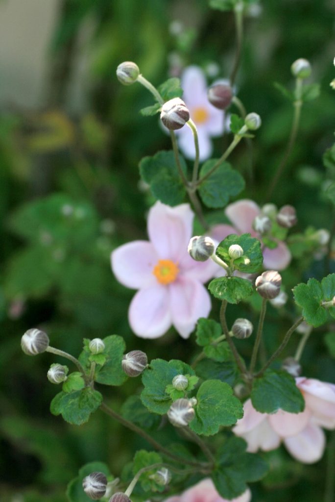 一重シュウメイギク 蕾