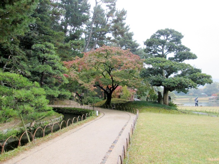 岡山後楽園　園路　モミジ