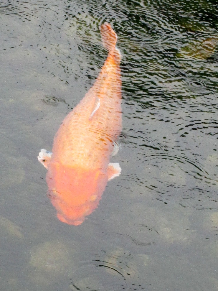 岡山　後楽園　池の鯉